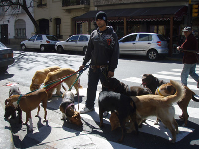 004 Dog walkers Buenos Aires P8290003.jpg